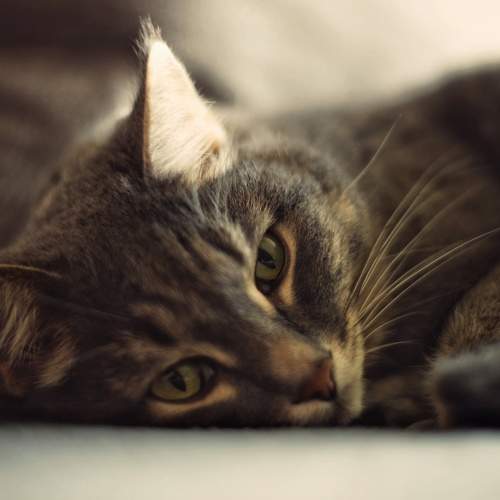Photo #8718868