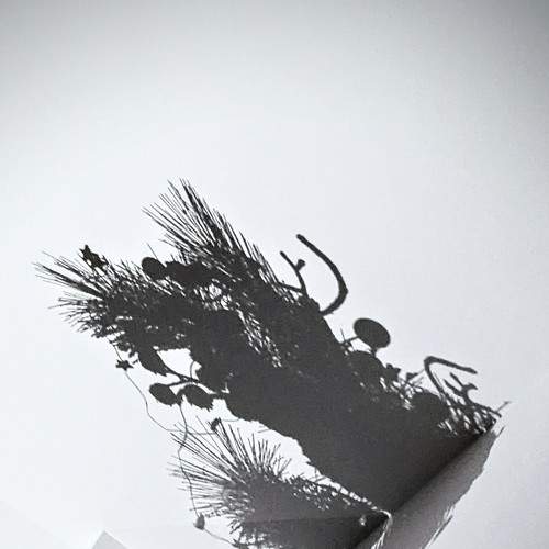 Photo #8718942