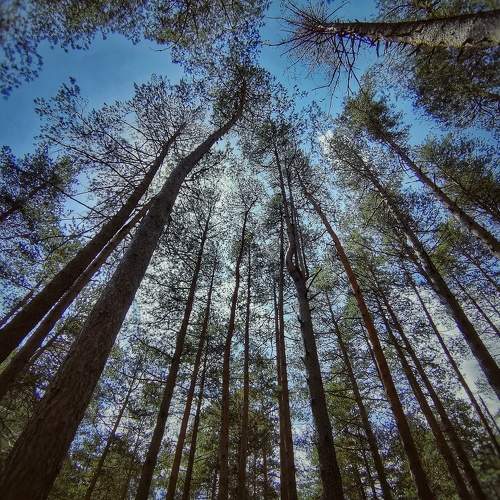 Photo #8719010
