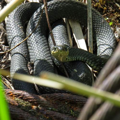 Photo #8719607