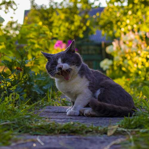 Photo #8720005