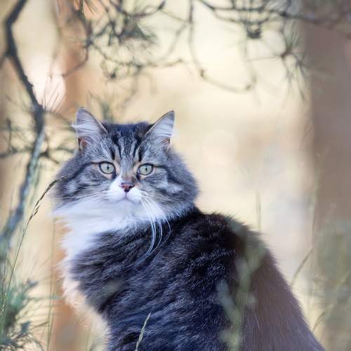 Photo #8720008