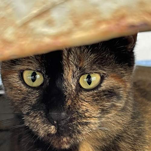 Photo #8720040