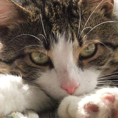 Photo #8721022