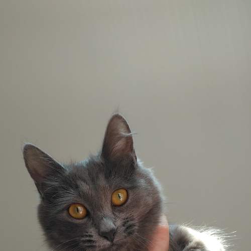 Photo #8721852