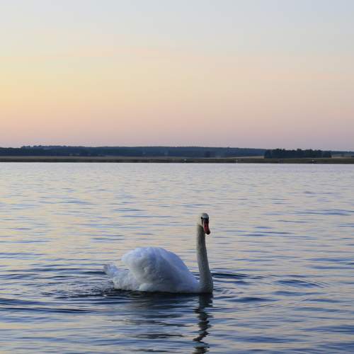 Photo #8722045
