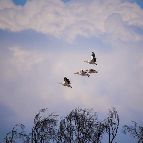 Photo #8722790