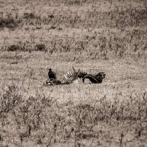 Photo #8722817