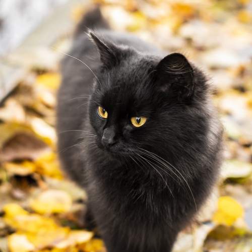 Photo #8722864