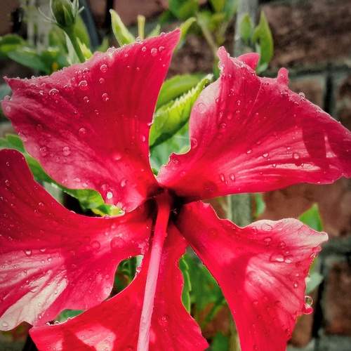 A beautiful red hibiscus.