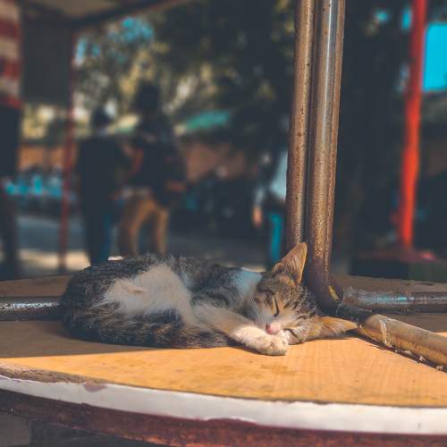 Photo #8723033