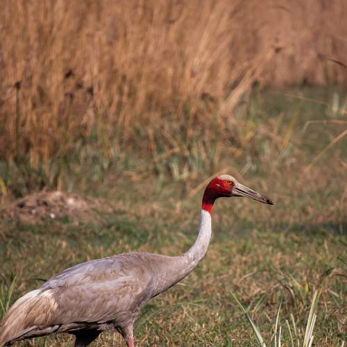 Photo #8723322