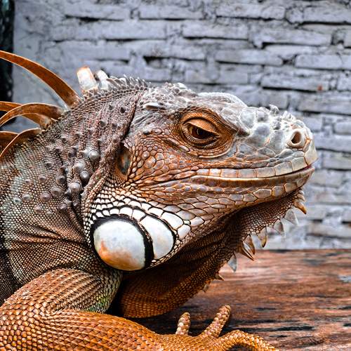 Photo #8723323