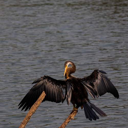 Photo #8723325