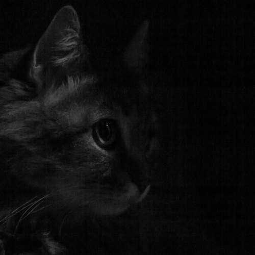 Photo #8723475