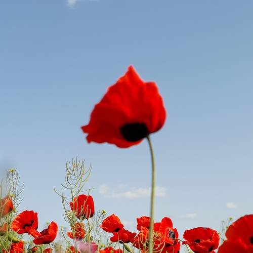 Photo #8723587