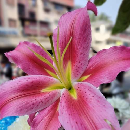 Photo #8723630
