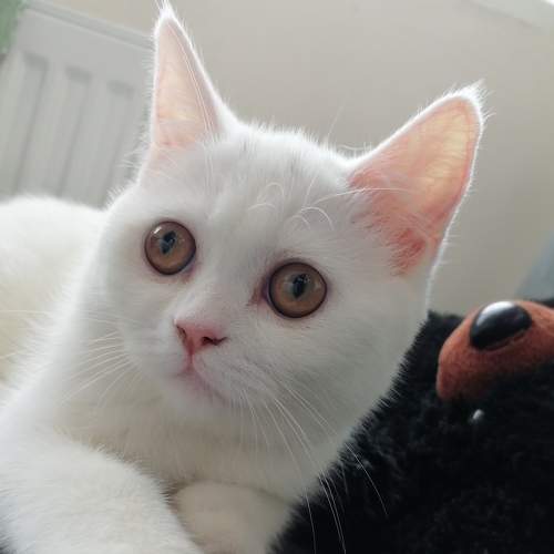 Photo #8724982
