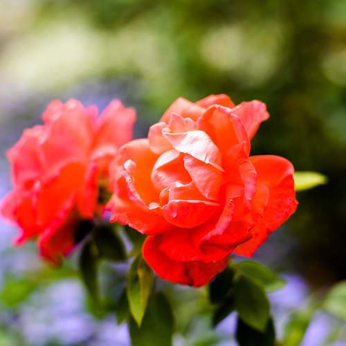 The beauty of a red rose