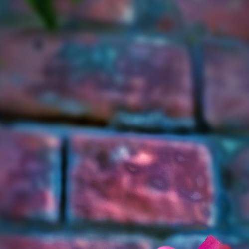 A red portulaca in night.