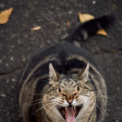 Photo #8725443
