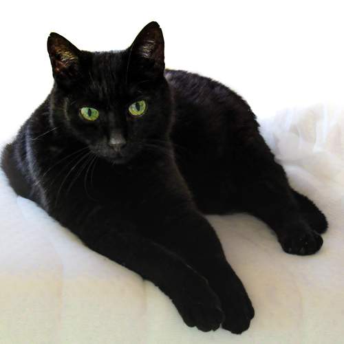 Photo #8726207