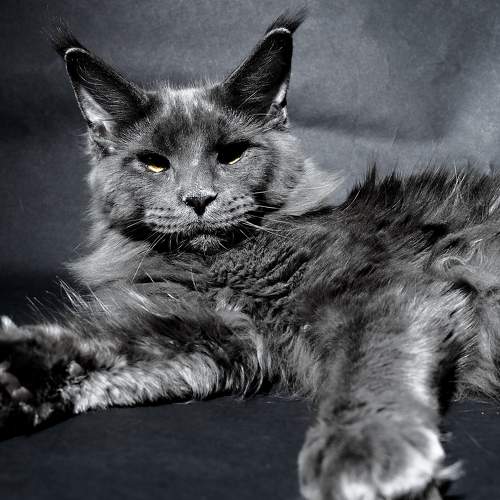 Photo #8727086