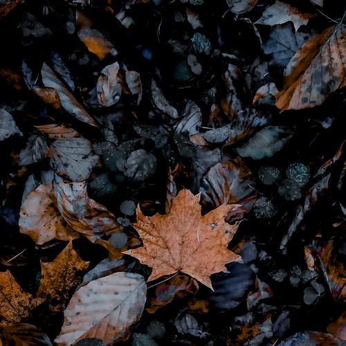 Photo #8727243