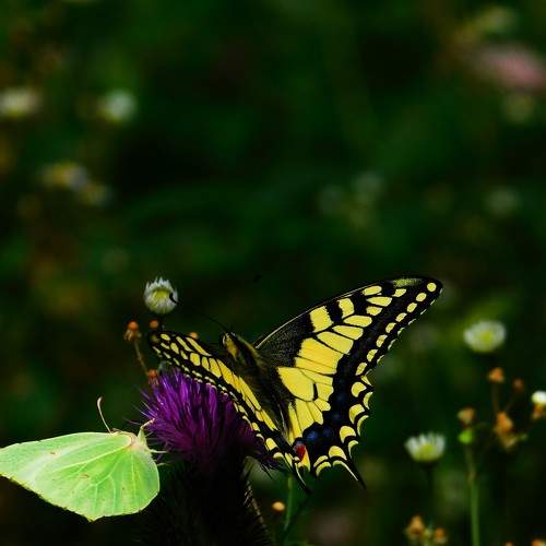 Photo #8727456