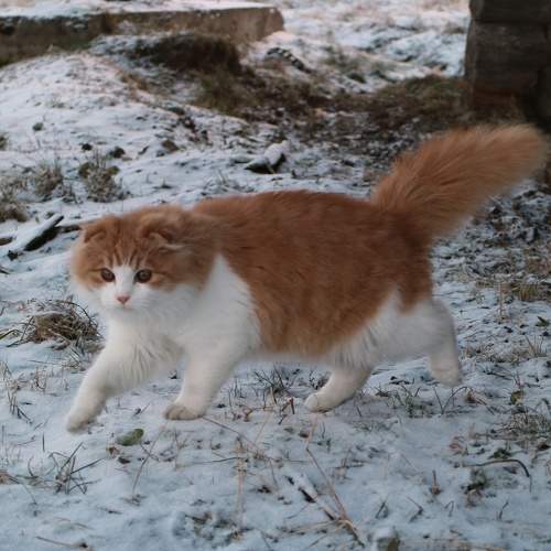 Photo #8727541