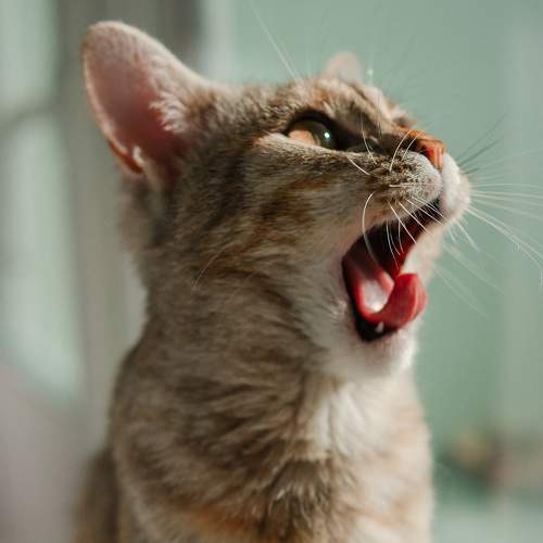 Photo #8727596