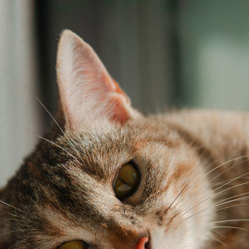 Photo #8727597