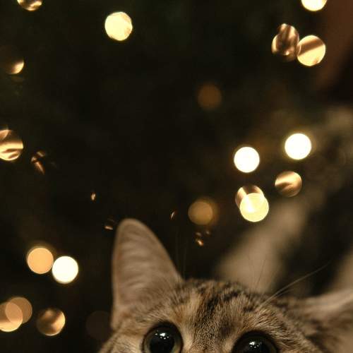 Photo #8727598