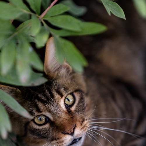 Photo #8727834