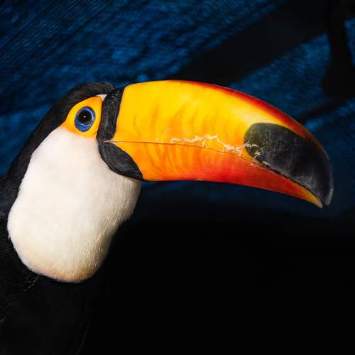 Африканский тукан