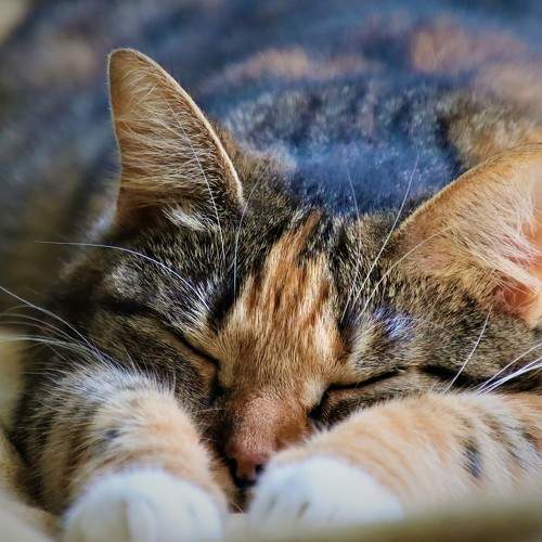 Photo #8728462