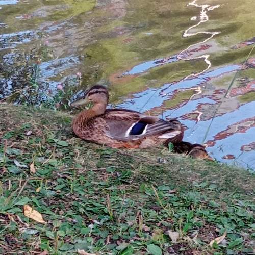 Photo #8729019