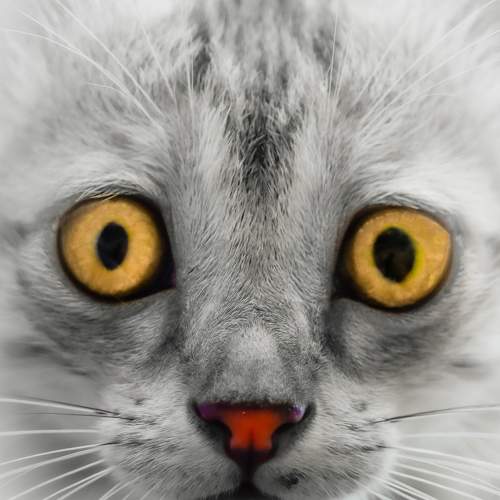 Photo #8729074