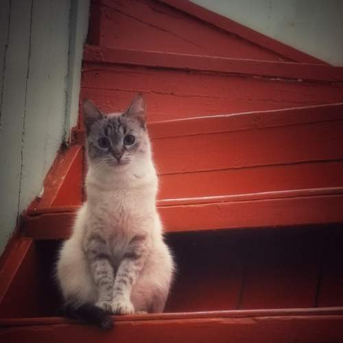 Photo #8729220