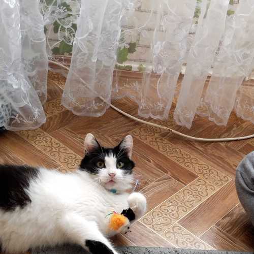 Photo #8729449
