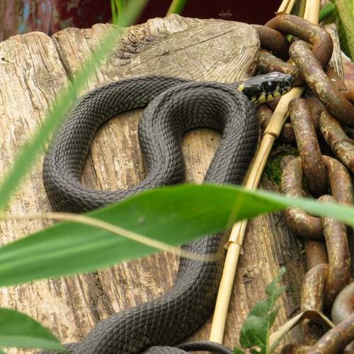 Photo #8730274