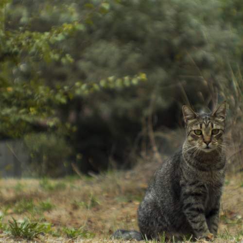 Photo #8730287