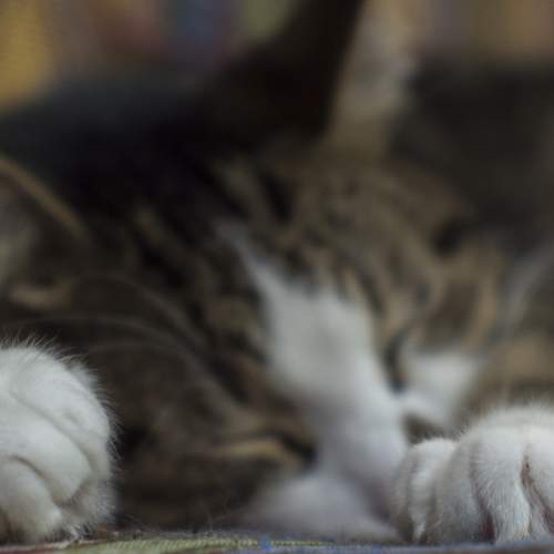 Photo #8730289