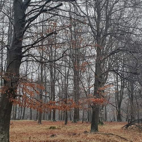 Winter walk