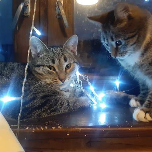Photo #8731112