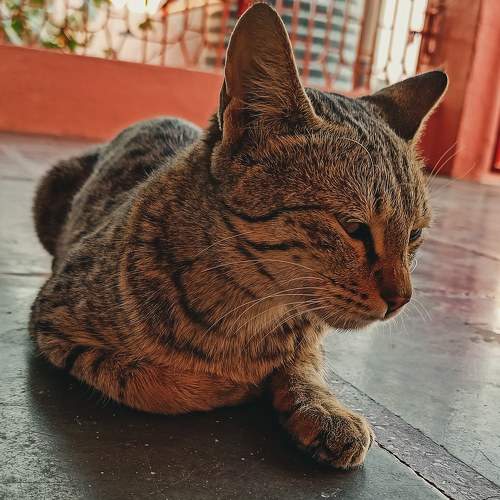 Photo #8731630