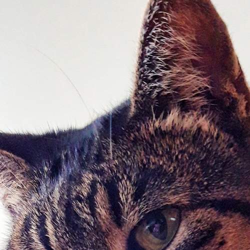 Photo #8732233