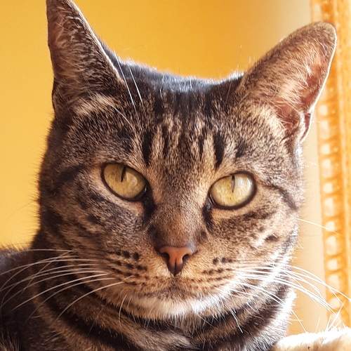 Photo #8732241