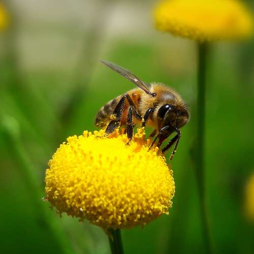 زنبور عسل و گل دکمه ای