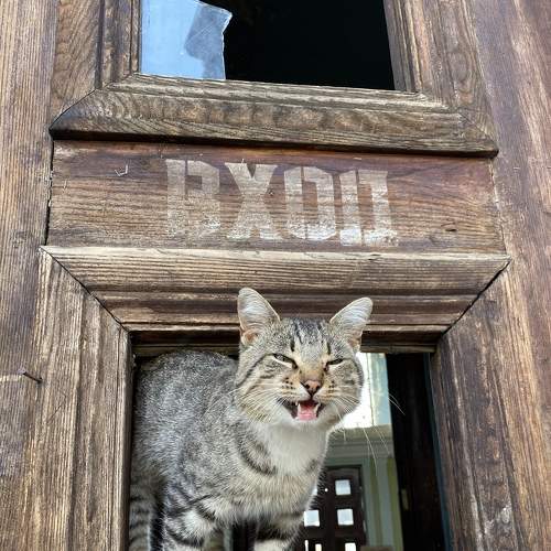 Photo #8732693